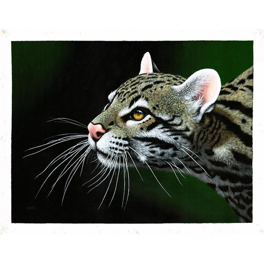 www.costaricacongo.com www.costaricagiftshops.com gift souvenir handmade Giclee Art Work - Ocelote